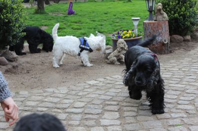 Dream Cocker Dijara A Wurf_30