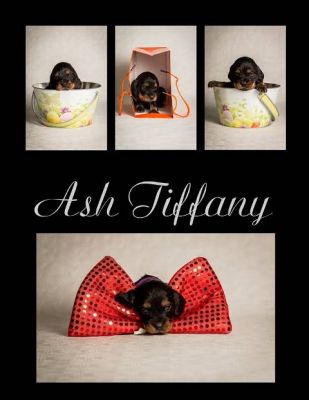 Dream Cocker Dijara A Wurf_71