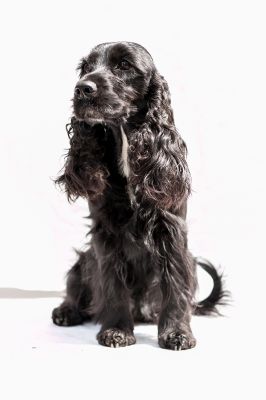 Dijara von Dream Cocker_2