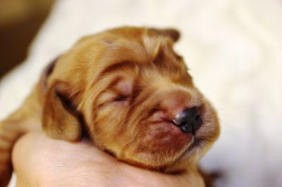 Wenn aus Liebe Leben wird...