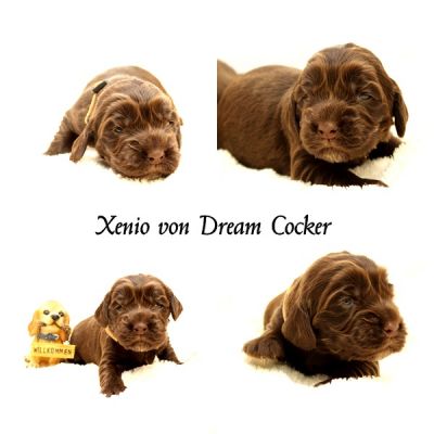 2 Wochen sind nun unsere wunderschönen Dream Cocker Ben & Asley Welpen_6