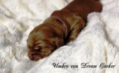 Wenn aus Liebe Leben wird...