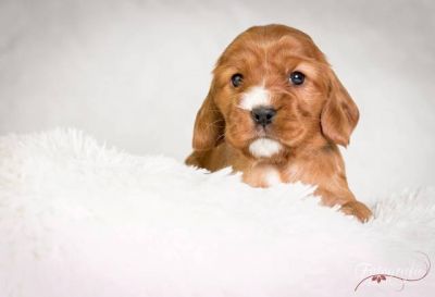 U Samba von Dream Cocker_1