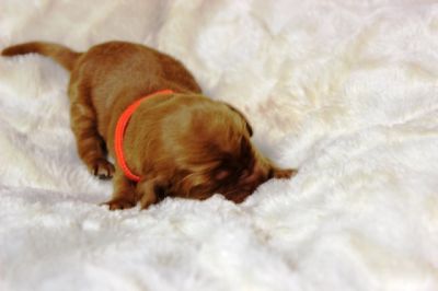 Wenn aus Liebe Leben wird...