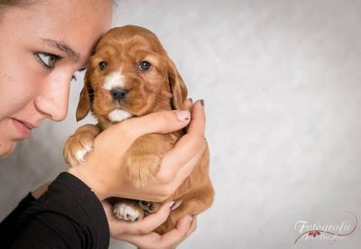 U Samba von Dream Cocker_6