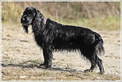 Ein wunderschöner Wurf auf den wir sehr stolz sind_7