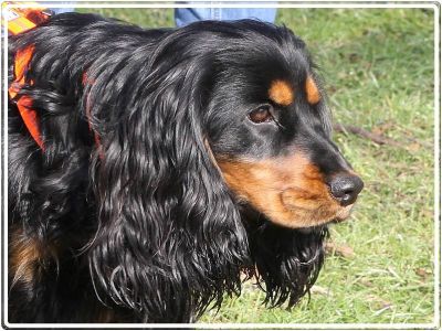 Ein wunderschöner Wurf auf den wir sehr stolz sind_12