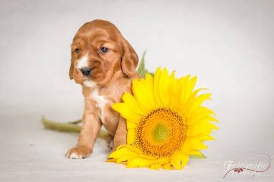 U Samba von Dream Cocker_10