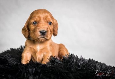 Upps von Dream Cocker_5