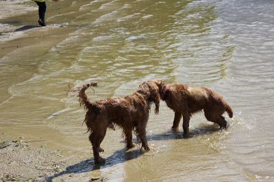 Das Große Ben Wellentreffen_31