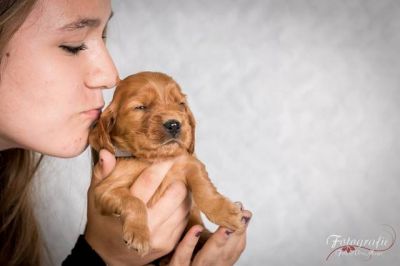 Upps von Dream Cocker_9