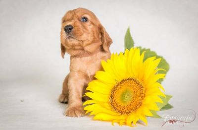 Umbro von Dream Cocker_1