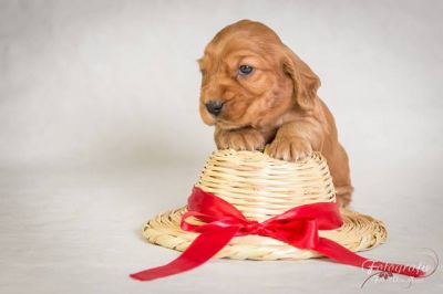 Umbro von Dream Cocker_5