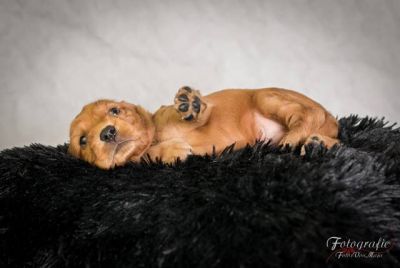 Umbro von Dream Cocker_6