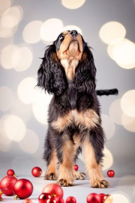 Amy von Dream Cocker_1