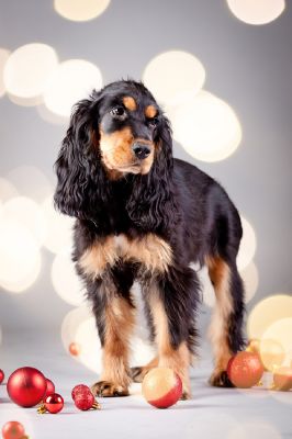 Amy von Dream Cocker_3