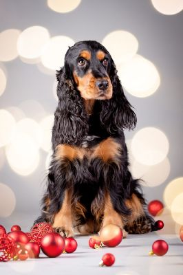 Gracia von Dream Cocker_1