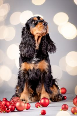 Gracia von Dream Cocker_2