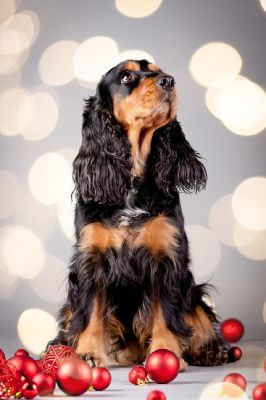 Gracia von Dream Cocker_3