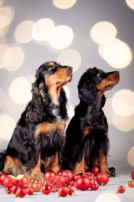 Gracia von Dream Cocker_8