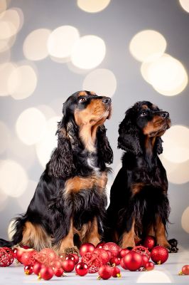 Gracia von Dream Cocker_9