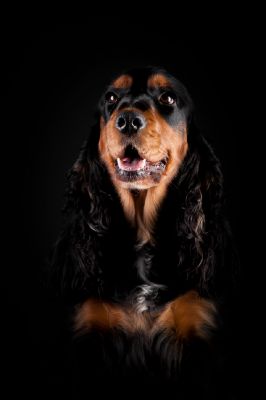 Gracia von Dream Cocker_13