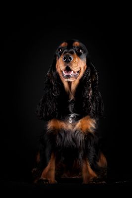 Gracia von Dream Cocker_14