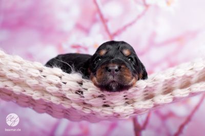 Unser woneproppen mit 2 Wochen _16