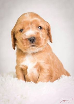 Uma von Dream Cocker_8