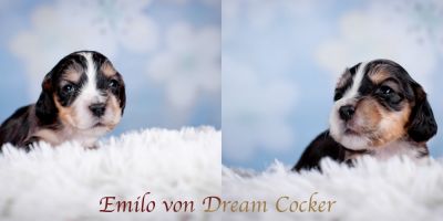 Unsere Traumhaften Welpen :-*_6