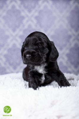 Unsere Traumhaften Welpen :-*_9
