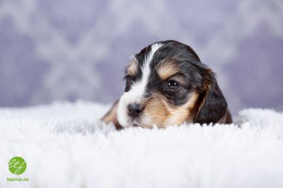 Unsere Traumhaften Welpen :-*_13