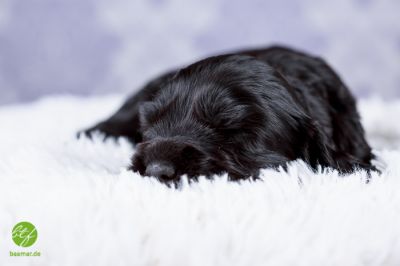 Unsere Traumhaften Welpen :-*_15