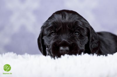 Unsere Traumhaften Welpen :-*_20