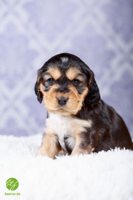 Unsere Traumhaften Welpen :-*_22