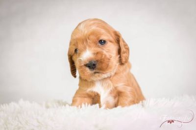 Uma von Dream Cocker_12