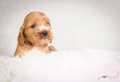 Uma von Dream Cocker_13