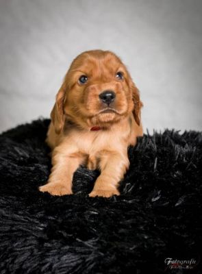 Uncel Sam von Dream Cocker_2