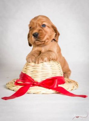 Uncel Sam von Dream Cocker_3