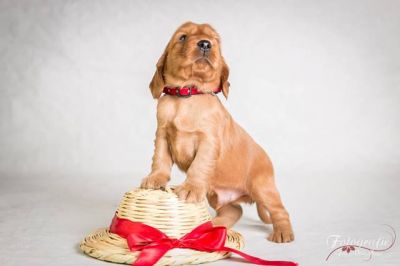 Uncel Sam von Dream Cocker_4