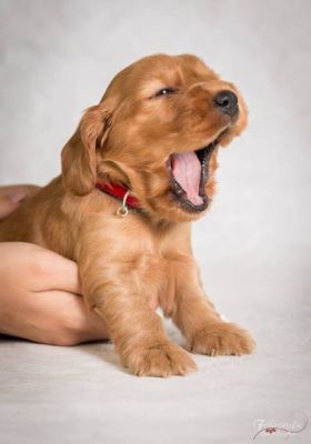 Uncel Sam von Dream Cocker_5