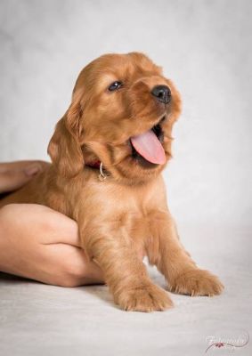 Uncel Sam von Dream Cocker_7