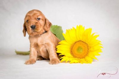 Uncel Sam von Dream Cocker_9