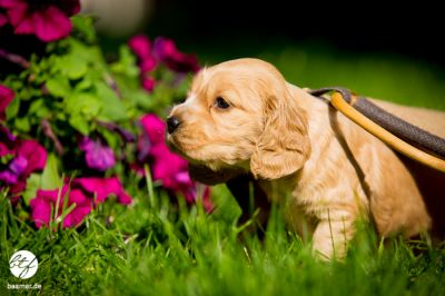 4 Wochen alt :-) unsere coco urmel Welpen_11