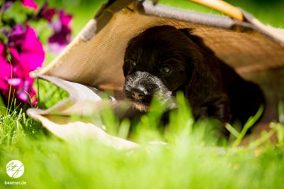 4 Wochen alt :-) unsere coco urmel Welpen_17