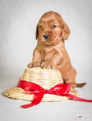 Urmel  von Dream Cocker_6