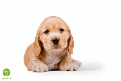 dream Cocker power_11