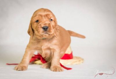 Urmel  von Dream Cocker_12