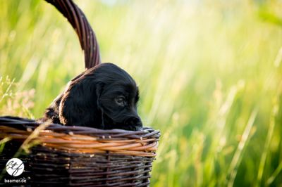 dream Cocker power_23