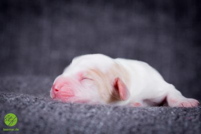 Unsere Ichen 1 tag alt _2